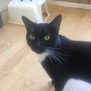 Meet your Posher, Robin